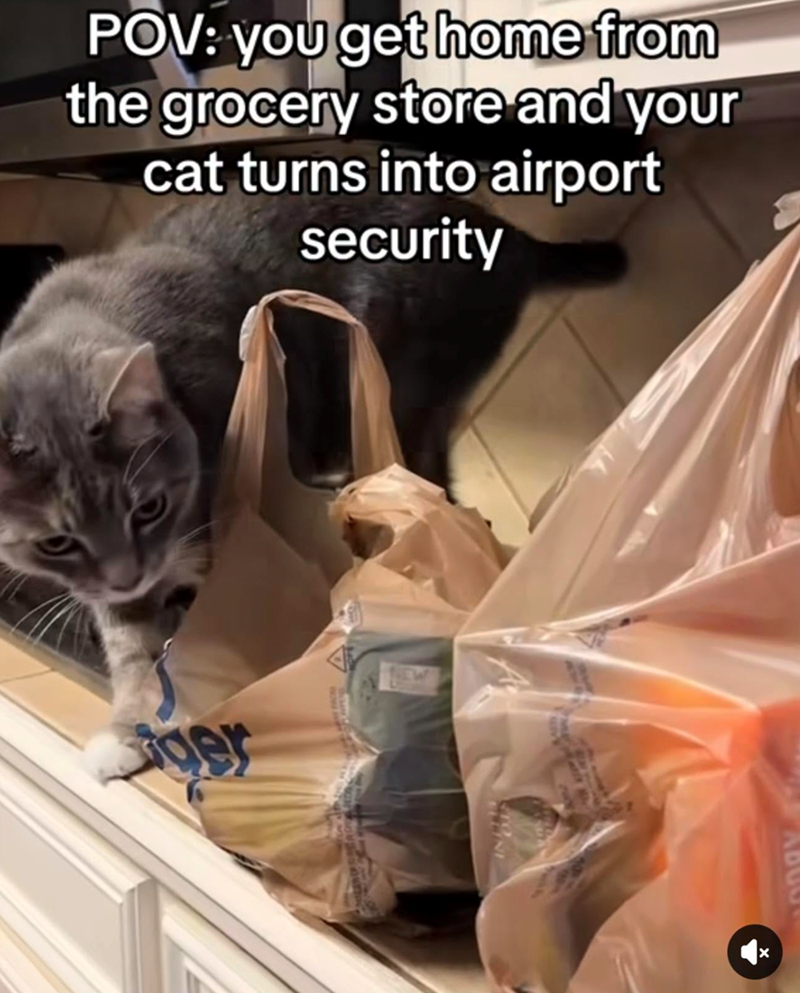 POV: you get home from the grocery store and your cat turns into airport security ger Abou