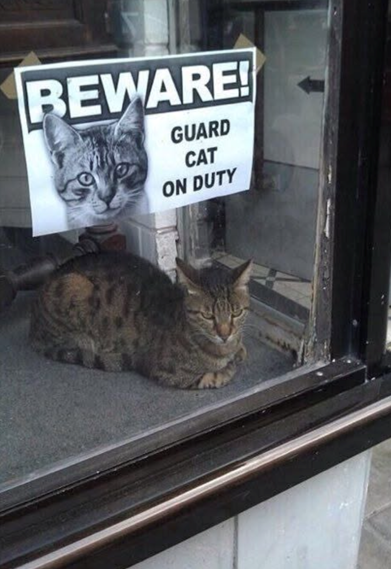 BEWARE! GUARD CAT ON DUTY