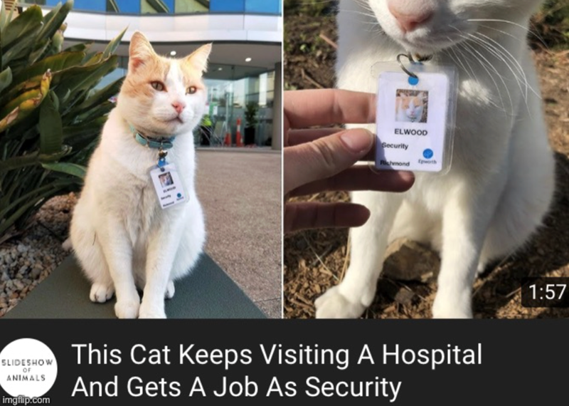 ELWOOD Security SLIDESHOW OF ANIMALS imgflip.com This Cat Keeps Visiting A Hospital And Gets A Job As Security 1:57