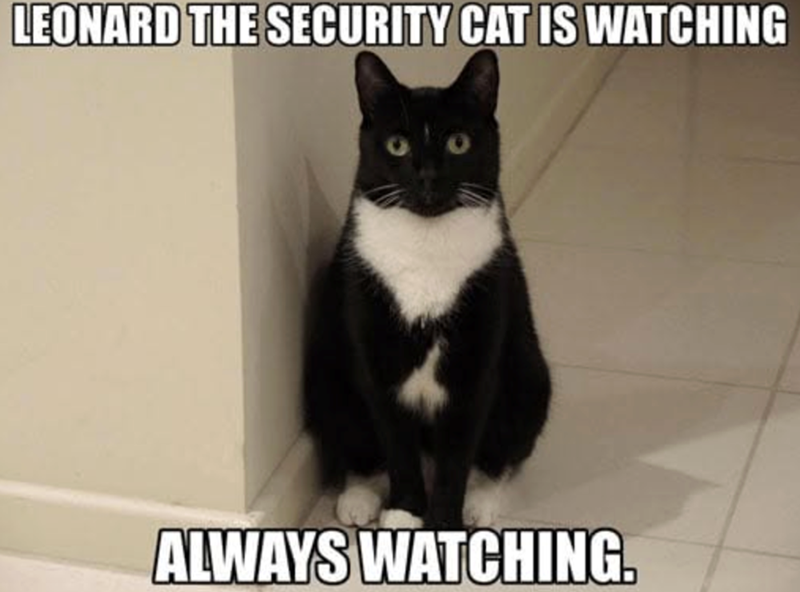 LEONARD THE SECURITY CAT IS WATCHING ALWAYS WATCHING.