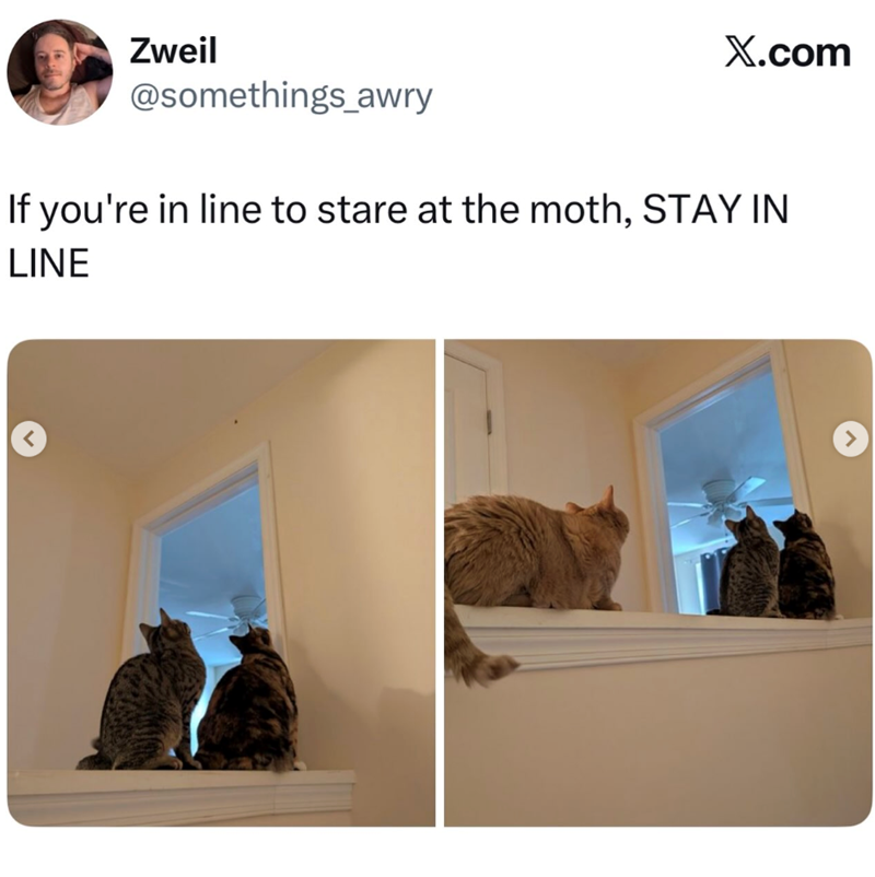 Zweil X.com @somethings_awry If you're in line to stare at the moth, STAY IN LINE