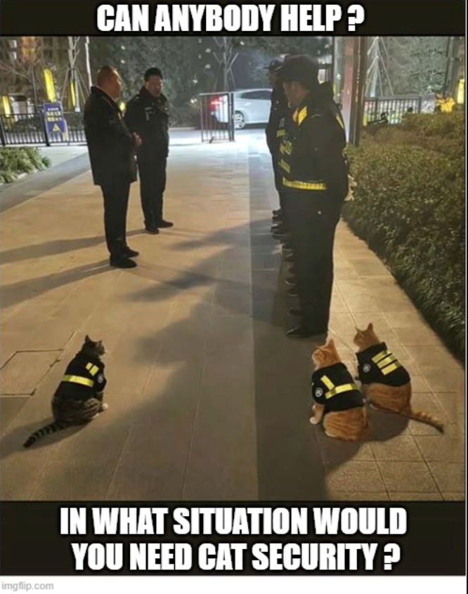 1413 CAN ANYBODY HELP? imgflip.com IN WHAT SITUATION WOULD YOU NEED CAT SECURITY?