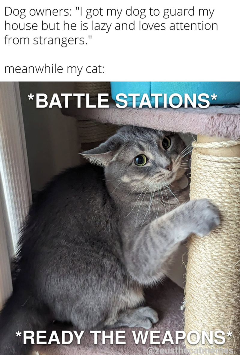 Dog owners: "I got my dog to guard my house but he is lazy and loves attention from strangers." meanwhile my cat: *BATTLE STATIONS* *READY THE WEAPONS* @zeusthecatii