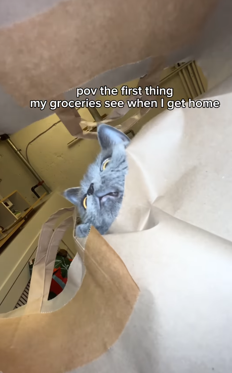 pov the first thing my groceries see when I get home