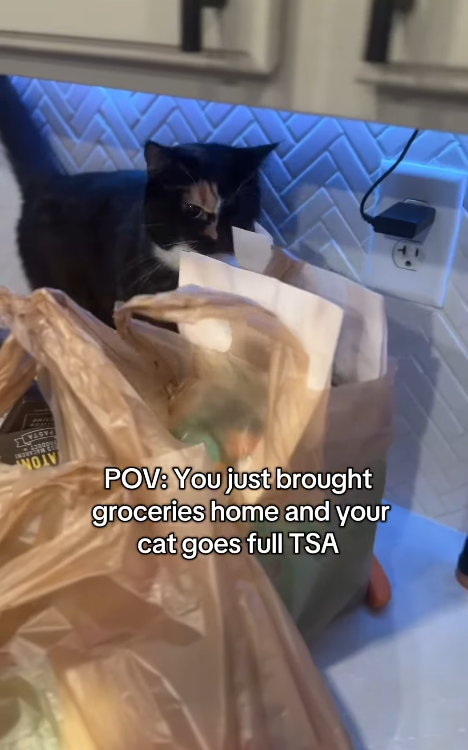 PASTA NOT POV: You just brought groceries home and your cat goes full TSA