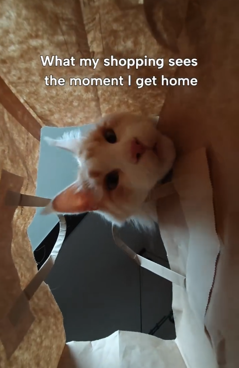 What my shopping sees the moment I get home