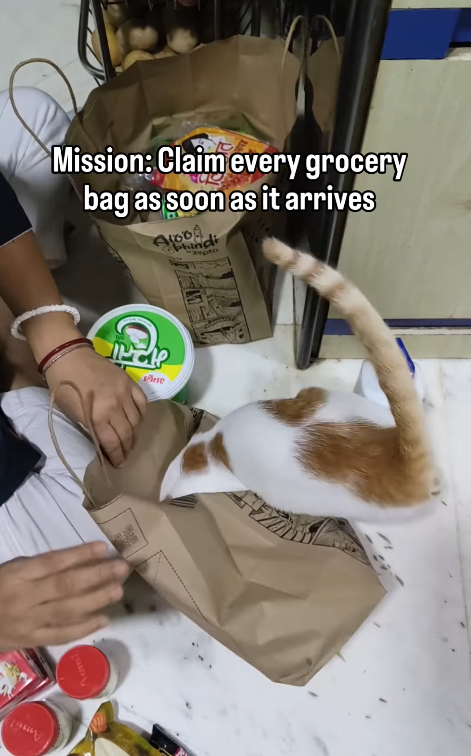 Aom Mission: Claim every grocery bag as soon as it arrives A1004 Phindi Pine