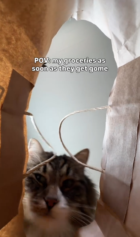 POV: my groceries as soon as they get gome