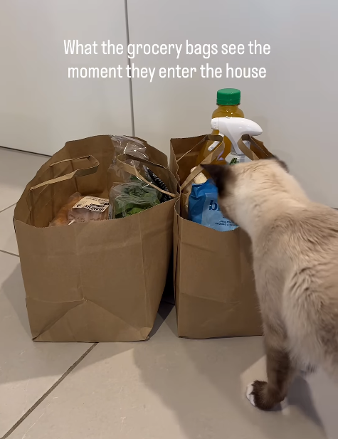 What the grocery bags see the moment they enter the house