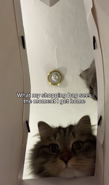 What my shopping bag sees the moment I get home