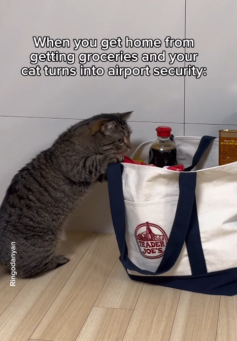 Ringodanyan When you get home from getting groceries and your cat turns into airport security. TRADER JOE'S