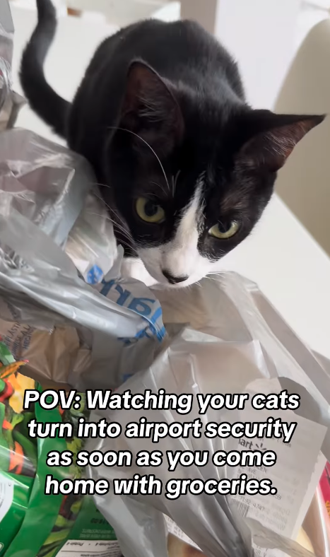 PLAST 116 art POV: Watching your cats turn into airport security as soon as you come home with groceries.