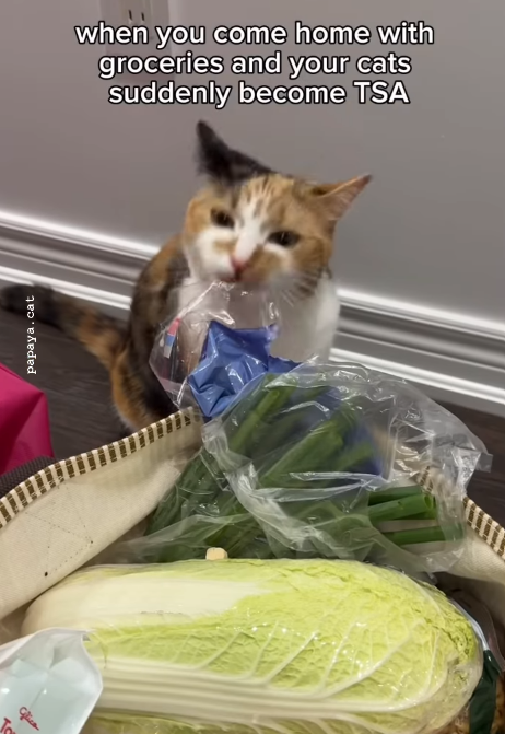 papaya.cat when you come home with groceries and your cats suddenly become TSA