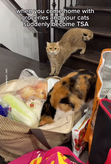 Papaya.cat when you come home with groceries and your cats suddenly become TSA