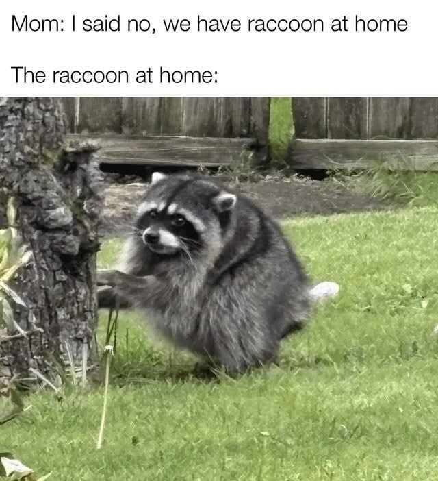 Mom: I said no, we have raccoon at home The raccoon at home: