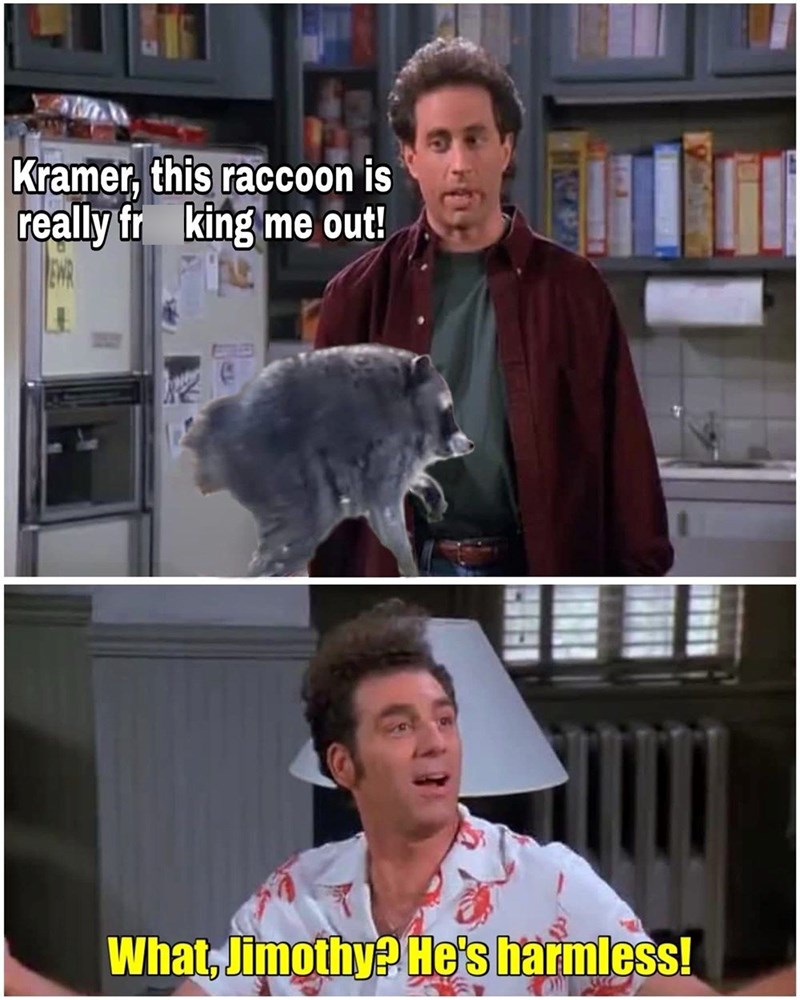 Kramer, this raccoon is really fr king me out! What, Jimothy? He's harmless!
