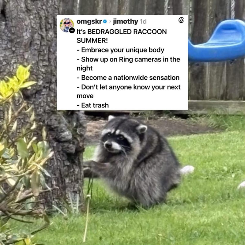 omgskr>jimothy 1d It's BEDRAGGLED RACCOON SUMMER! - Embrace your unique body - Show up on Ring cameras in the night - Become a nationwide sensation - Don't let anyone know your next move - Eat trash