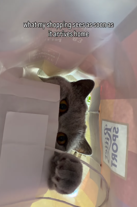 what my shopping sees as soon as it arrives home ЛЬОВІ