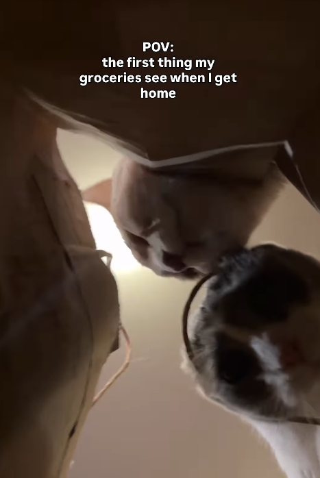 POV: the first thing my groceries see when I get home