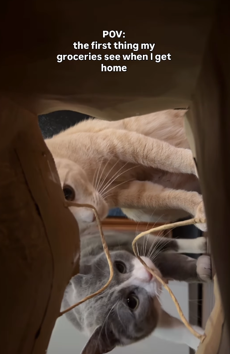 POV: the first thing my groceries see when I get home
