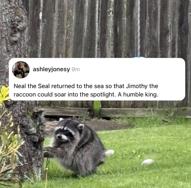 ashleyjonesy 9m Neal the Seal returned to the sea so that Jimothy the raccoon could soar into the spotlight. A humble king.