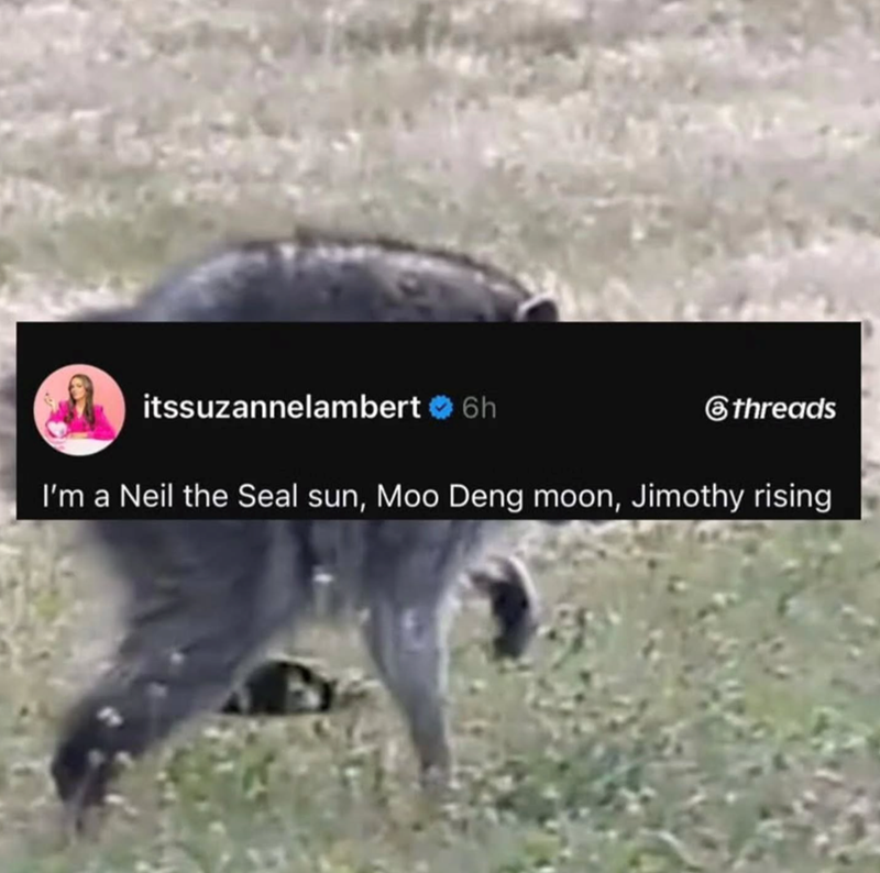 itssuzannelambert ❤6h threads I'm a Neil the Seal sun, Moo Deng moon, Jimothy rising