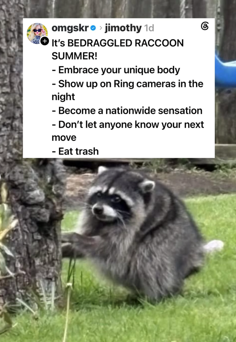 omgskr❤>jimothy 1d It's BEDRAGGLED RACCOON SUMMER! - Embrace your unique body - Show up on Ring cameras in the night - Become a nationwide sensation - Don't let anyone know your next move - Eat trash 6