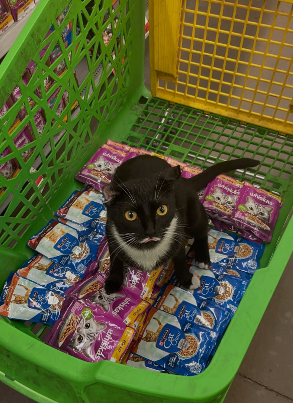 kno hiskas whiskas Cat Chou FOLLO POLO whiskas whiskas POLLD whiskas SALMON iskás 100 PURINA Cat at how