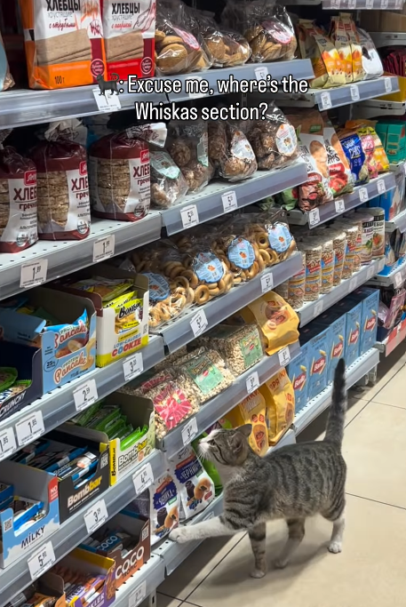 MOT ХЛЕБЦЫ сотрубими ХЛЕБЦЫ 1001 Excuse me, where's the Whiskas section? ХЛЕБ греч хле XNEE гре rpe Canca COOKIE Bombbar MILKY 5 EPH COCO COCO P S