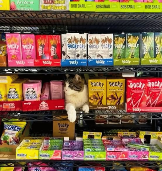 Arizona Green Tea HALF&BINCE Fruit Snacks BOB SNAIL BOB SNAIL BOB SNAIL BOB SNAIL Packy Pack POCKY CK POCKY POCKY POCK POCK Pocky Pocky Pocky Pocky Pocky HELLO HELLO PANDA PANDA meiji HELLO DA CHEW HANDA Pucky ROCK ROCK Pocky POCky Pocky Pocky Pocky ALMOND RUH Pocky Pocky by MICHE HECHEW NICHEW MECHEW MECHEW NOCNEW MECHCH