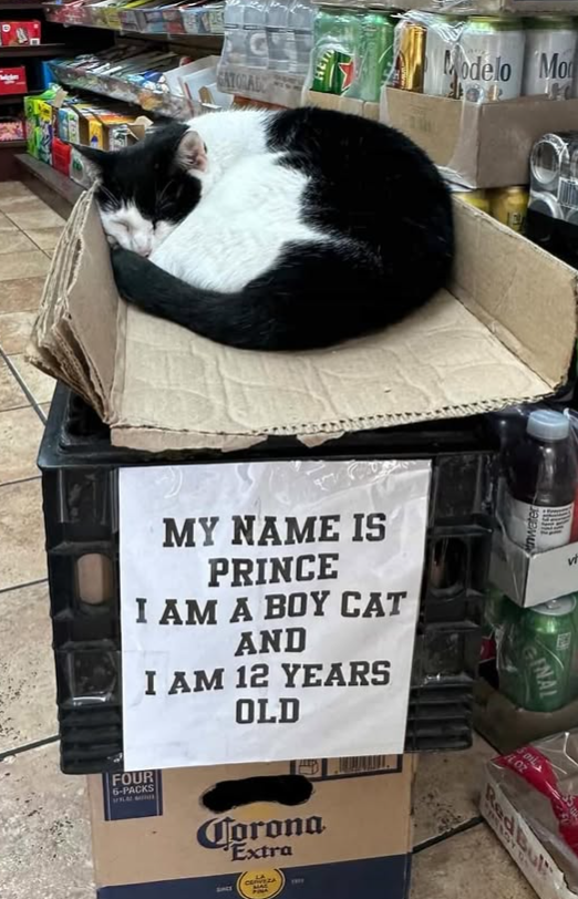 GATORADO MY NAME IS PRINCE I AM A BOY CAT AND I AM 12 YEARS OLD FOUR 6-PACKS Corona SACE Extra CERVEZA Modelo Mo nwater GINAL W Sail ALOZ Red Bul