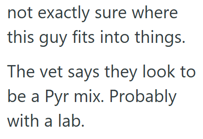 not exactly sure where this guy fits into things. The vet says they look to be a Pyr mix. Probably with a lab.