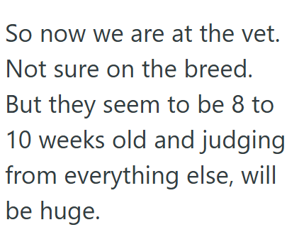 So now we are at the vet. Not sure on the breed. But they seem to be 8 to 10 weeks old and judging from everything else, will be huge.