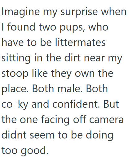 Imagine my surprise when I found two pups, who have to be littermates sitting in the dirt near my stoop like they own the place. Both male. Both co ky and confident. But the one facing off camera didnt seem to be doing too good.