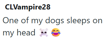 CLVampire28 One of my dogs sleeps on my head