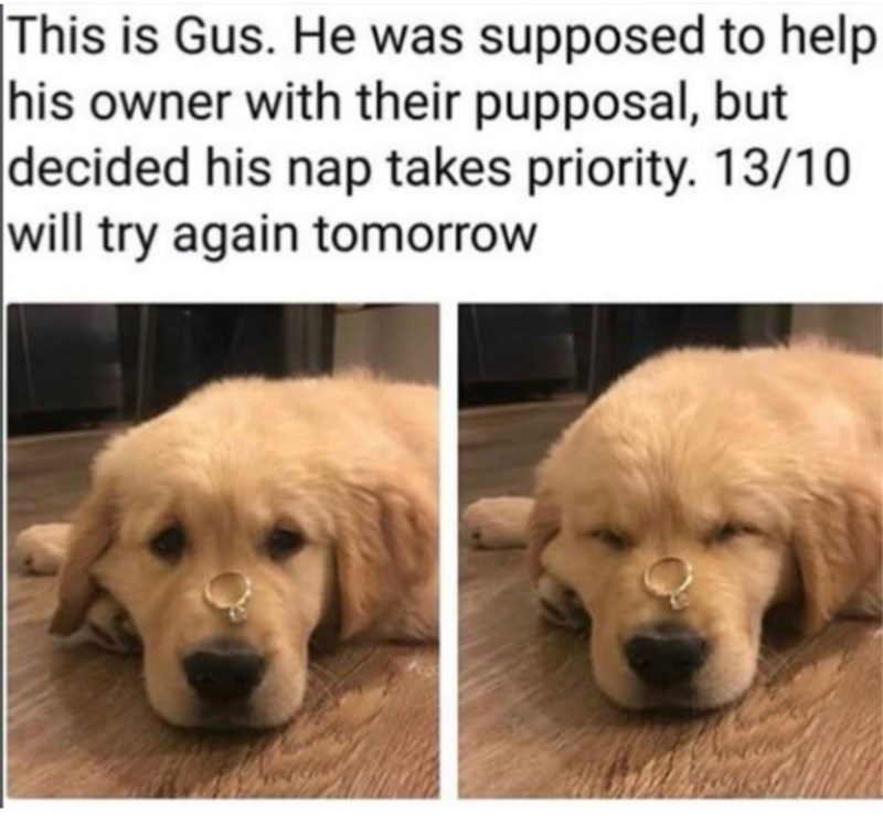 This is Gus. He was supposed to help his owner with their pupposal, but decided his nap takes priority. 13/10 will try again tomorrow