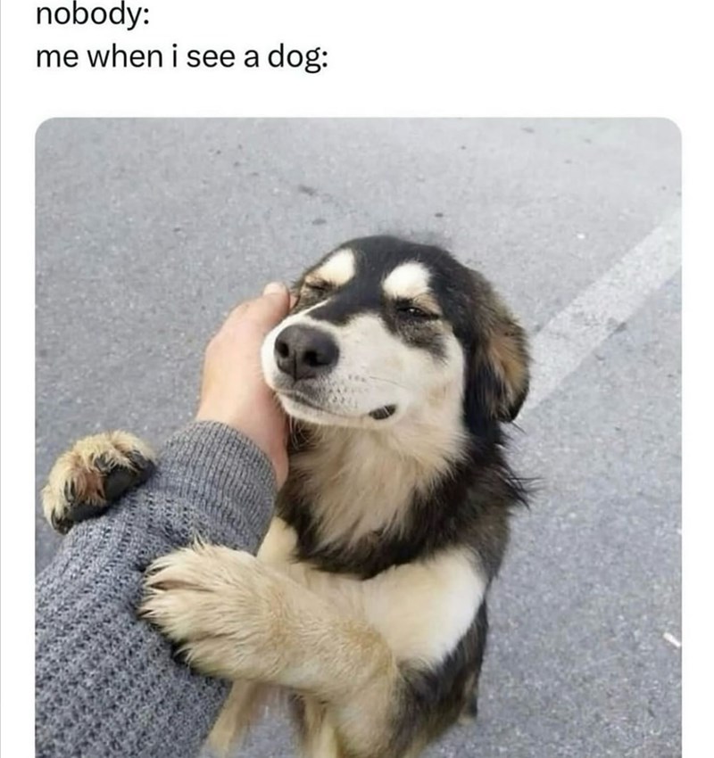 nobody: me when i see a dog: