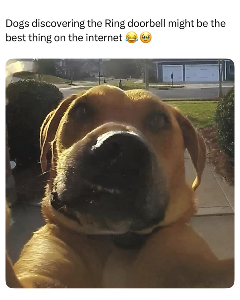 Dogs discovering the Ring doorbell might be the best thing on the internet