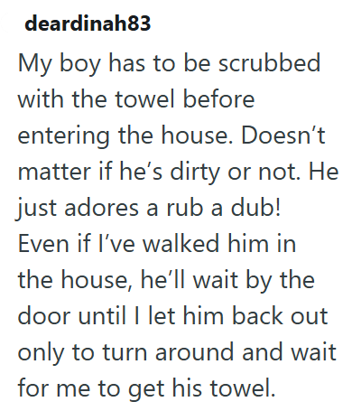 deardinah83 My boy has to be scrubbed with the towel before entering the house. Doesn't matter if he's dirty or not. He just adores a rub a dub! Even if I've walked him in the house, he'll wait by the door until I let him back out only to turn around and wait for me to get his towel.