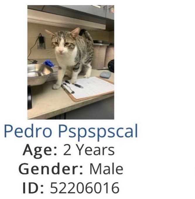 Pedro Pspspscal Age: 2 Years Gender: Male ID: 52206016