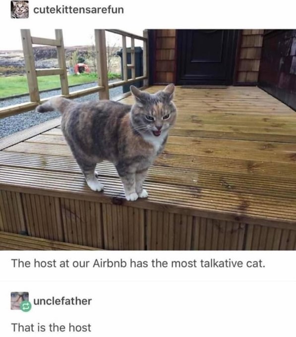 cutekittensarefun The host at our Airbnb has the most talkative cat. unclefather That is the host