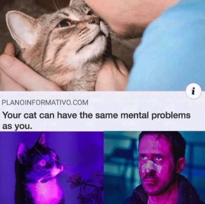 PLANOINFORMATIVO.COM Your cat can have the same mental problems as you. i