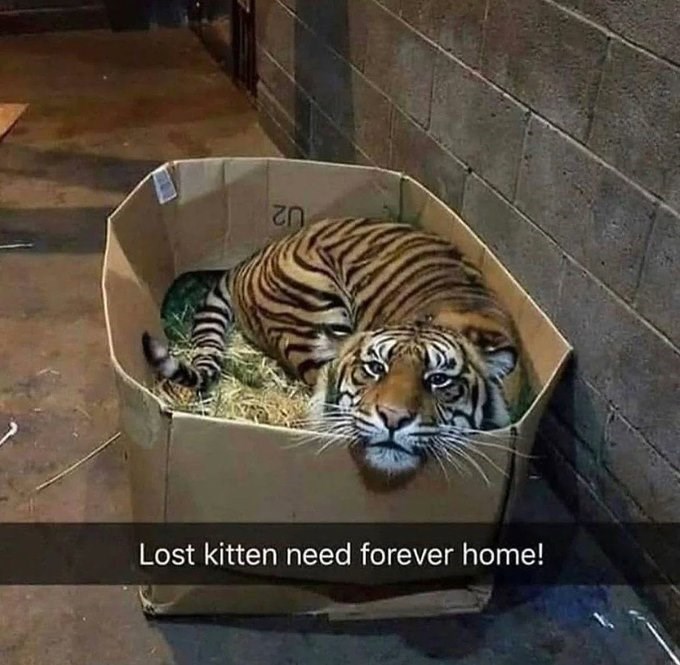 Lost kitten need forever home!