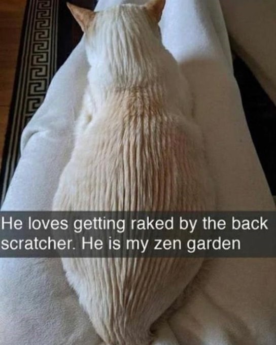 He loves getting raked by the back scratcher. He is my zen garden