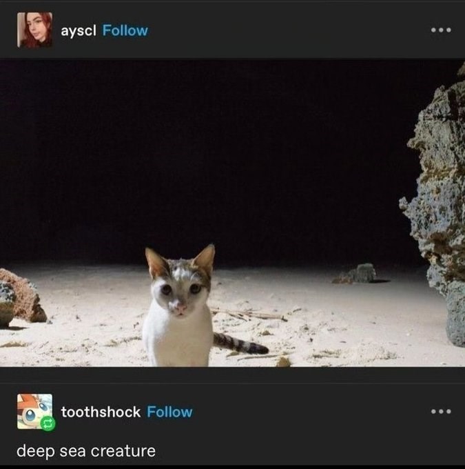 ayscl Follow toothshock Follow deep sea creature