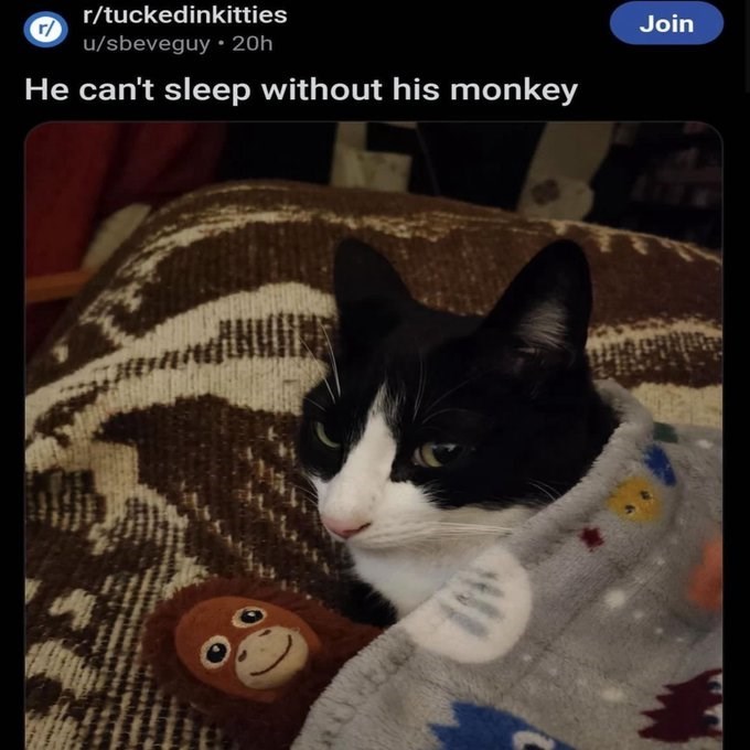 r/tuckedinkitties r/ u/sbeveguy⚫ 20h He can't sleep without his monkey Join
