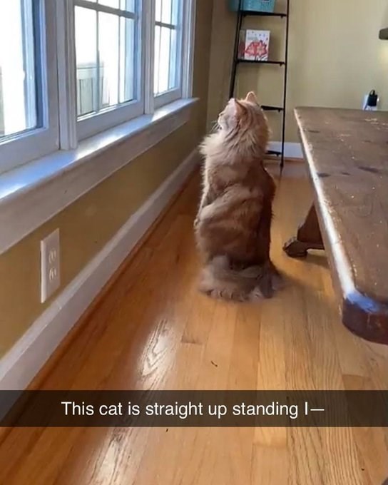 € € This cat is straight up standing |-