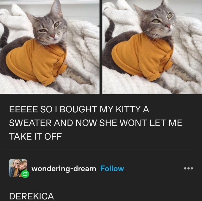 EEEEE SO I BOUGHT MY KITTY A SWEATER AND NOW SHE WONT LET ME TAKE IT OFF wondering-dream Follow DEREKICA