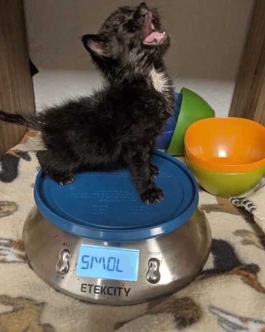 DRAKE SMOL ETEKCITY ON OFF