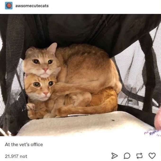 awsomecutecats At the vet's office 21.917 not A on 3